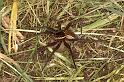 Dolomedes_fimbriatus_D5101_Z_92_Canal du Nivernais_Frankrijk